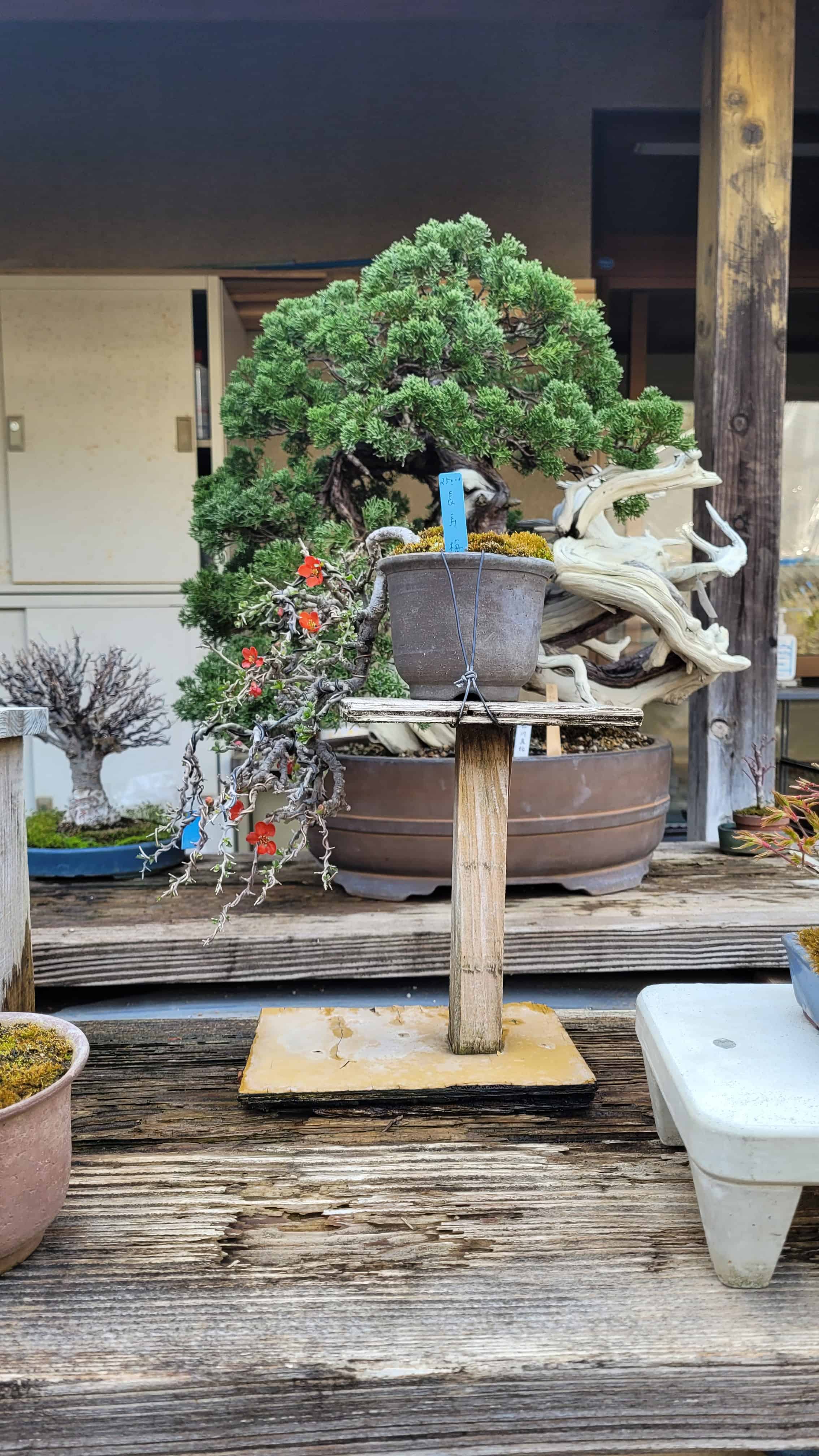 A flower bonsai tree from omiya in Japan
